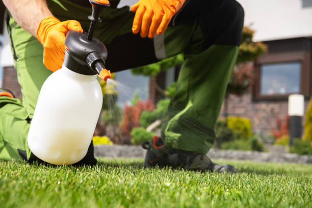 Best Termite Control Services  in Sapulpa, OK