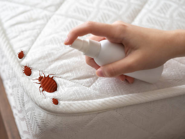 Best Affordable Pest Control Services  in Sapulpa, OK